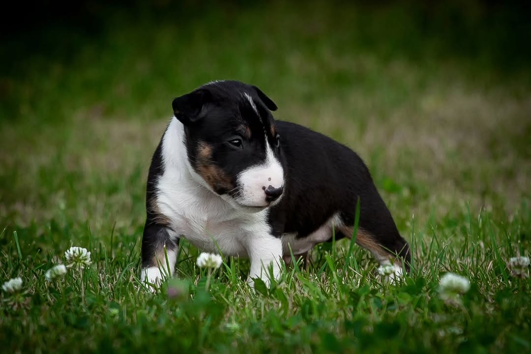 Charlie Bull Terrier Puppy