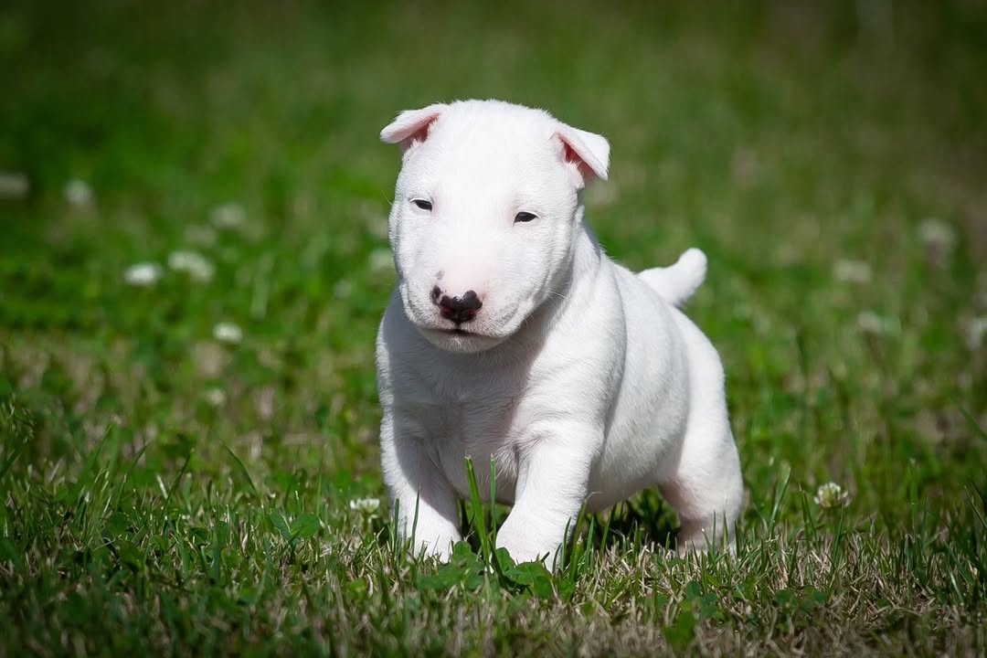 Charlie Bull Terrier Puppy