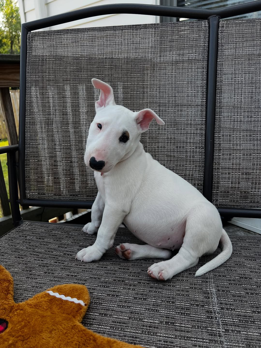 Charlie Bull Terrier Puppy