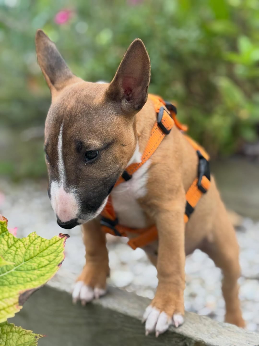 Charlie Bull Terrier Puppy