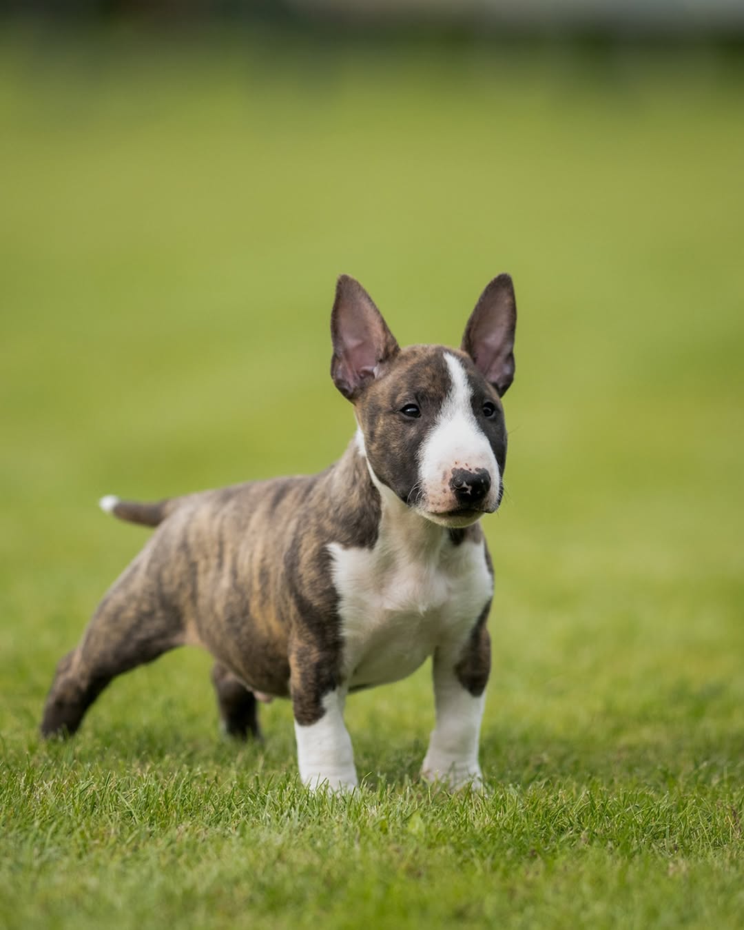 Charlie Bull Terrier Puppy