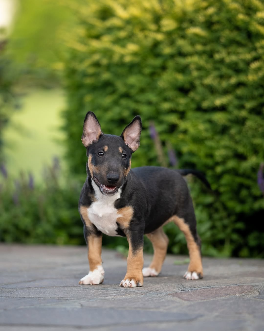 Charlie Bull Terrier Puppy