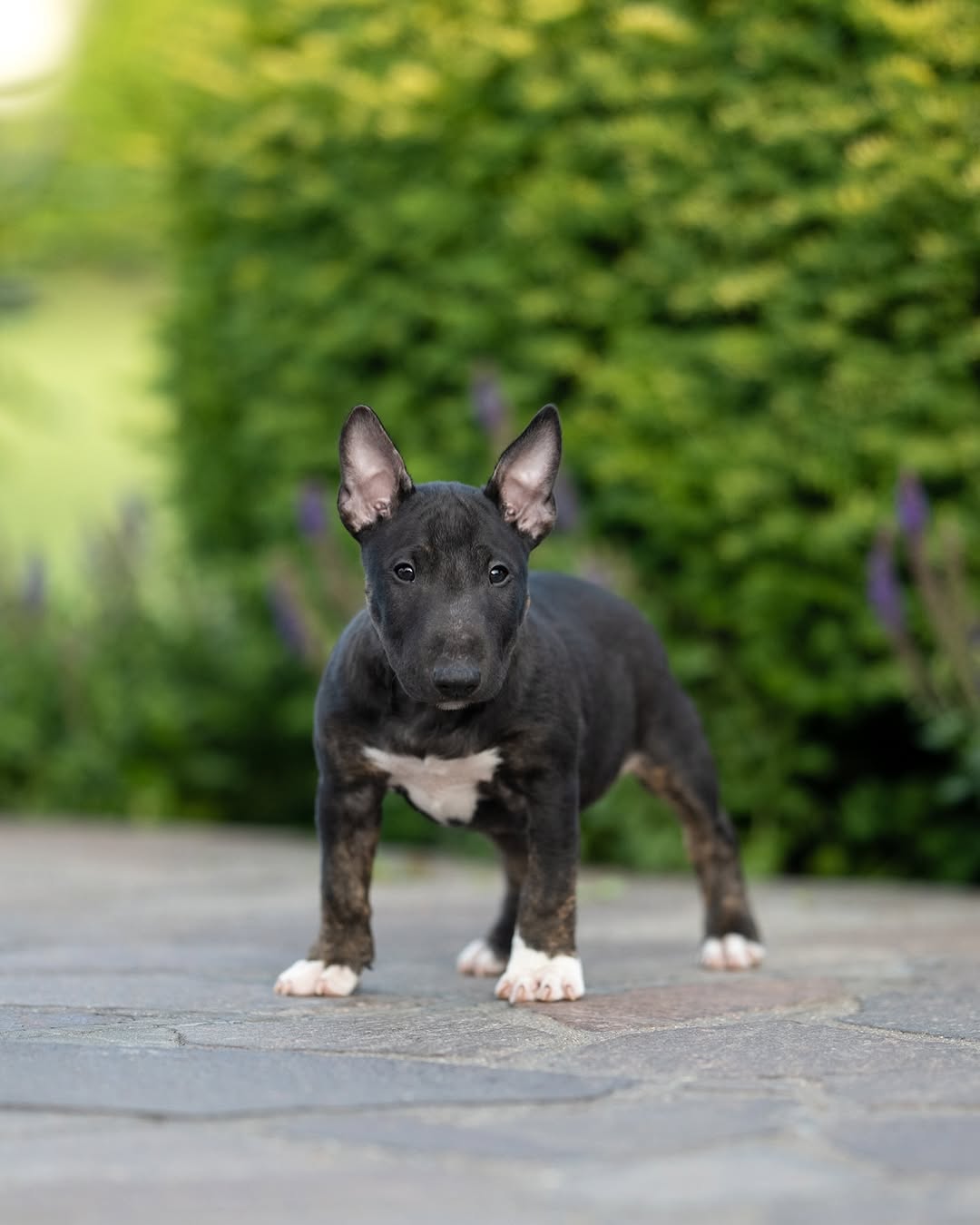 Charlie Bull Terrier Puppy