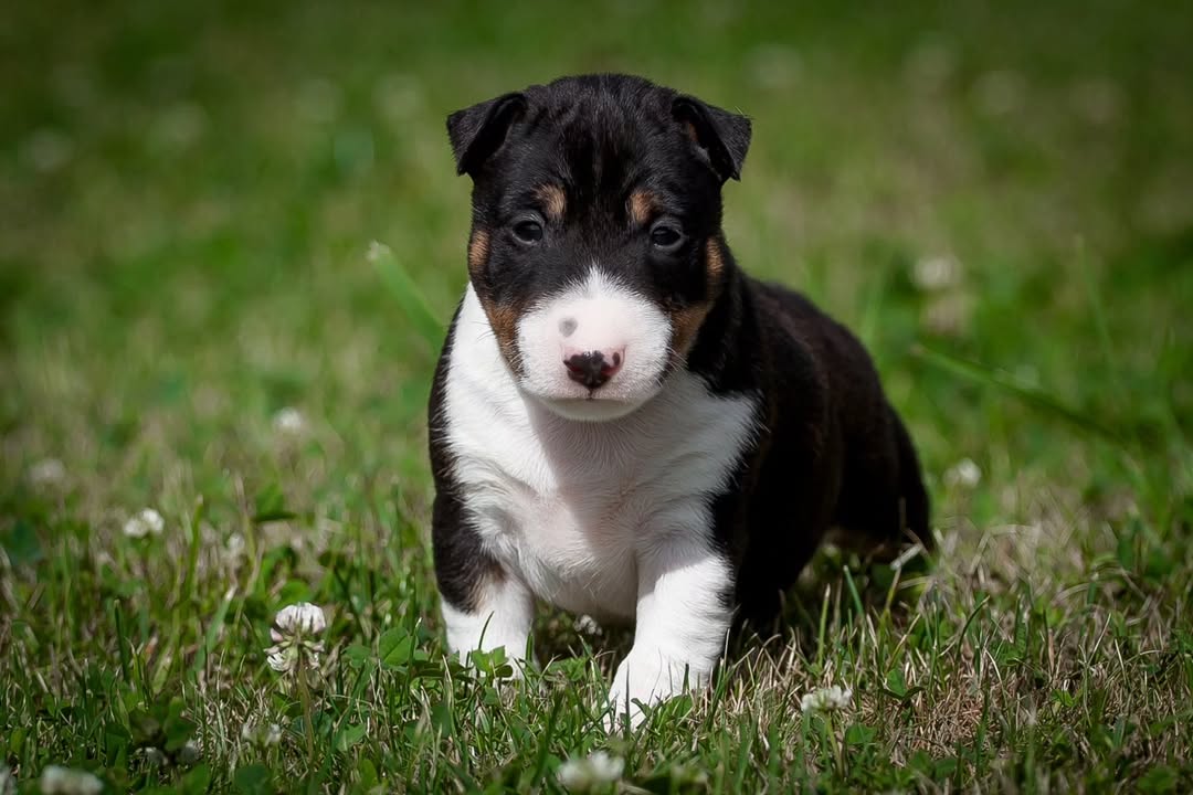 Charlie Bull Terrier Puppy