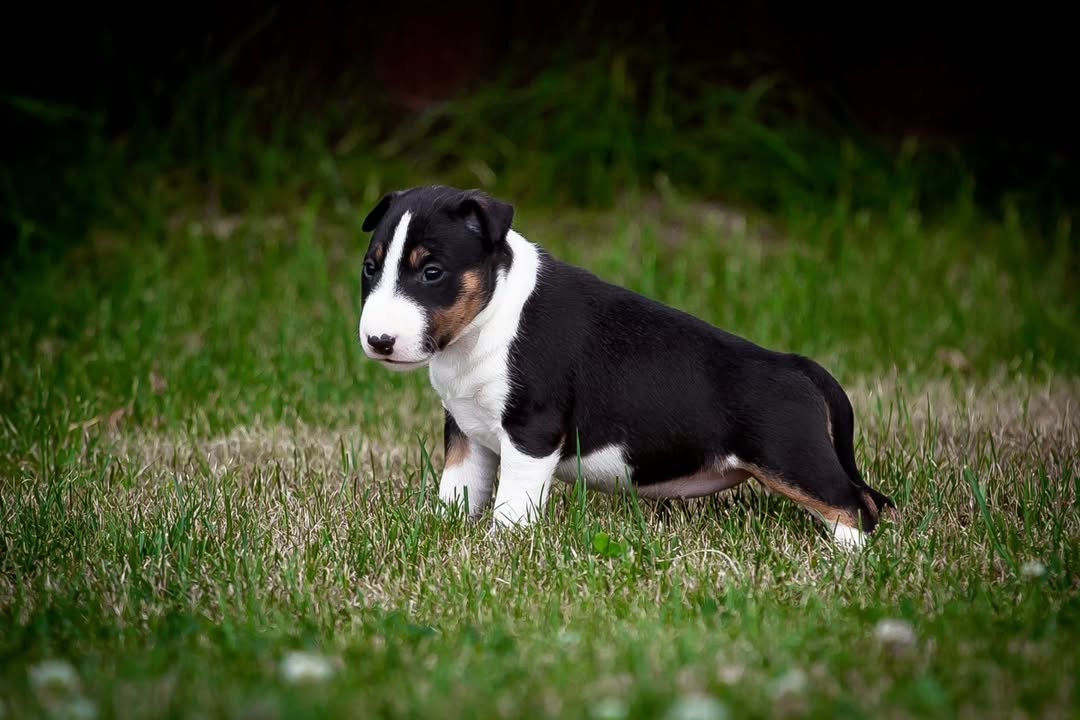 Charlie Bull Terrier Puppy