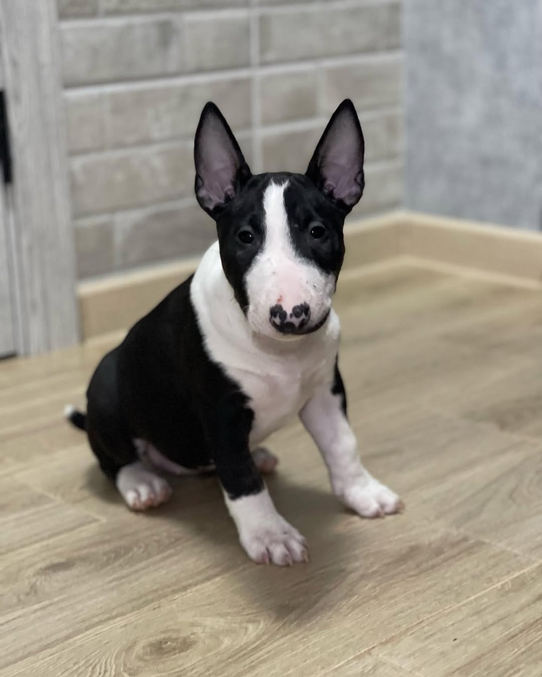 Polly Bull Terrier Puppy