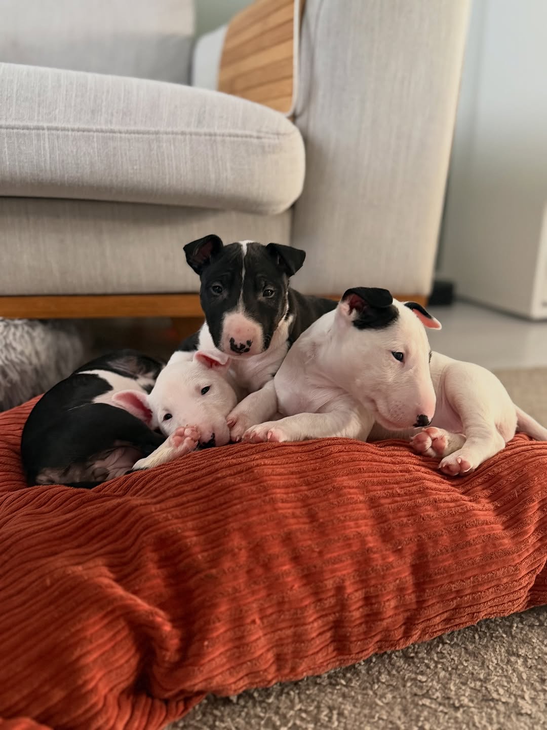 Bull Terrier puppy