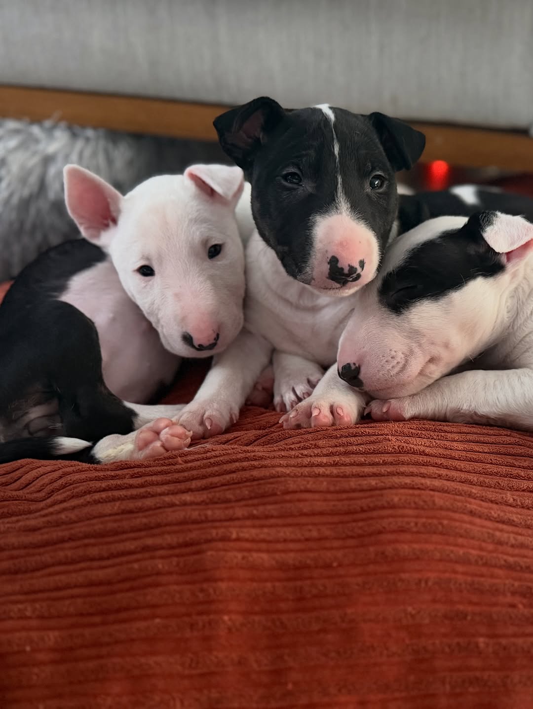Bull Terrier puppy