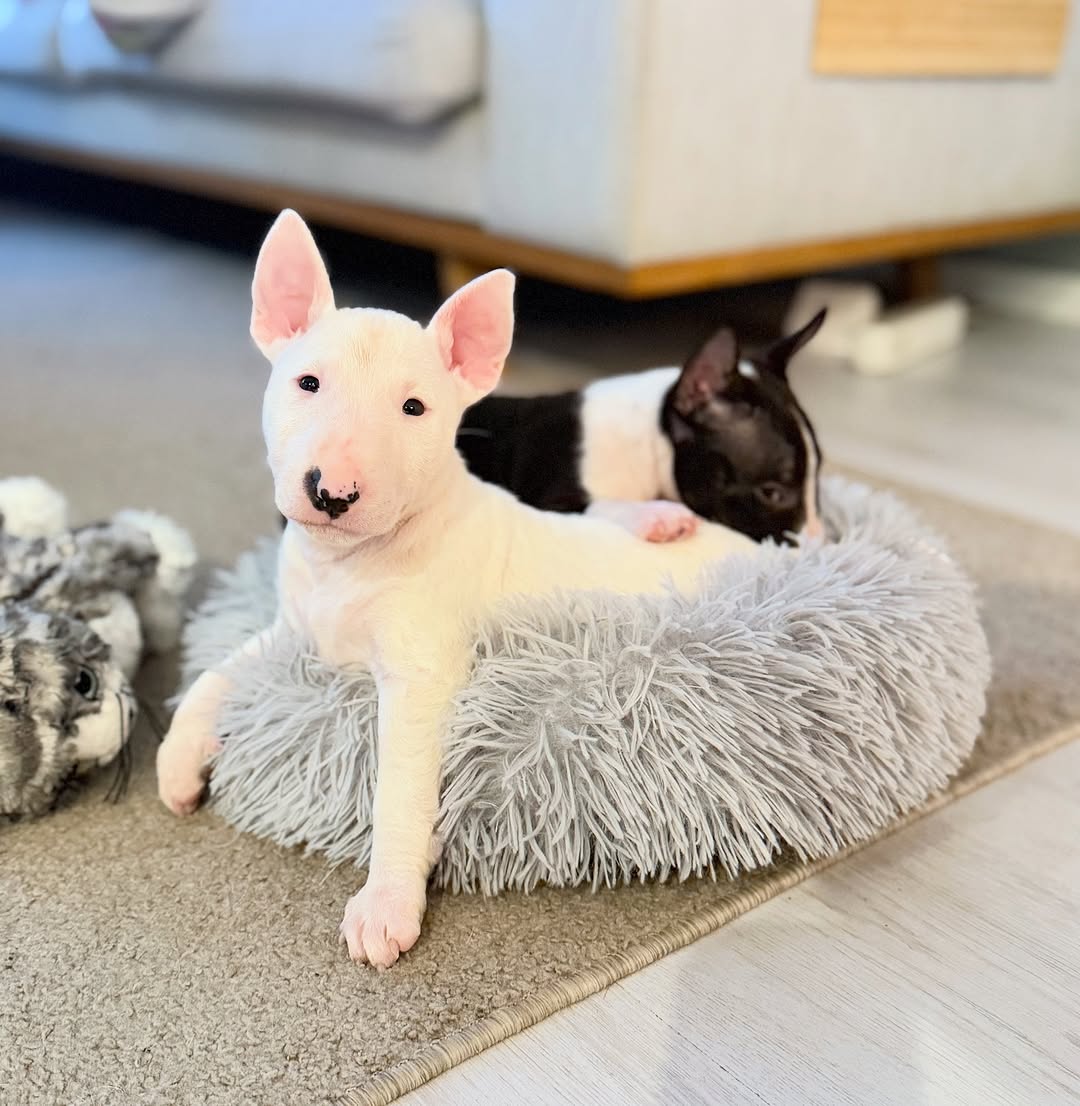 Bull Terrier Puppy