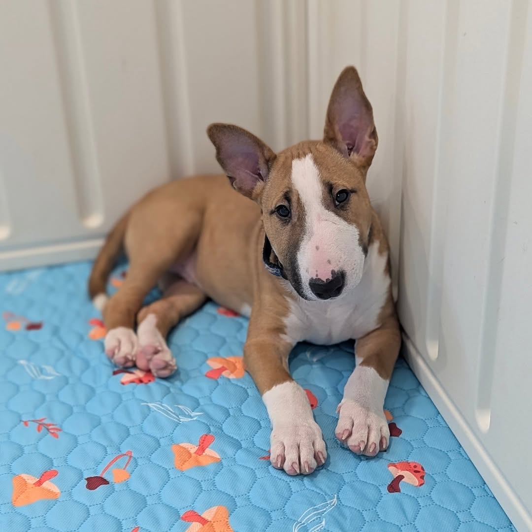 Chloe Bull Terrier Puppy
