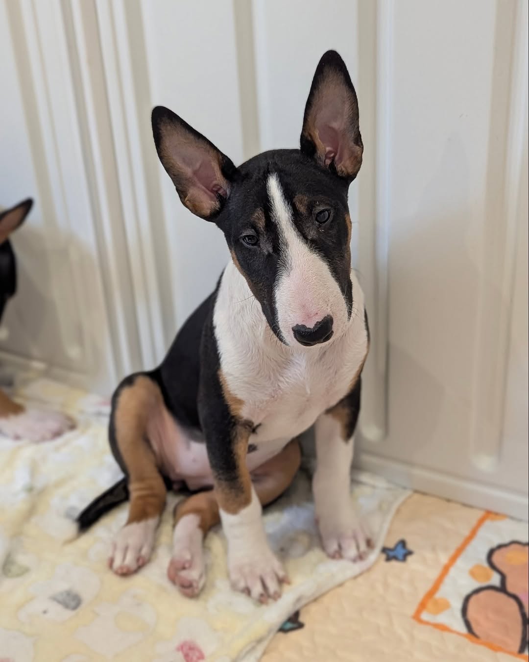 Charlie Bull Terrier Puppy